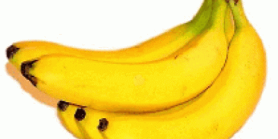 We are the prime Fresh Banana exporter and supplier