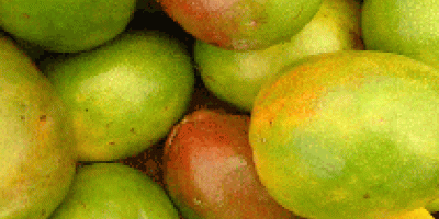 Fresh Mango Mango is king of fruits and we