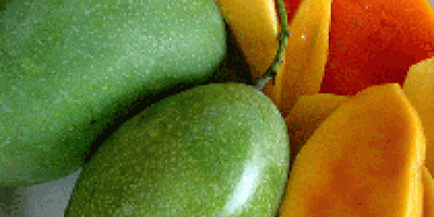 Frische Mango Mango ist der König der Früchte und