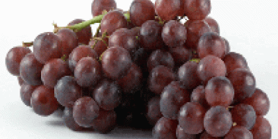 Свежий виноград Здесь представлен самый полный ассортимент свежего винограда