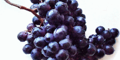 Свежий виноград Здесь представлен самый полный ассортимент свежего винограда