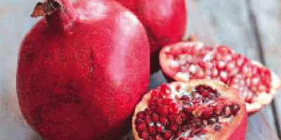 Frische Granatäpfel Wir sind bekannte Lieferanten und Exporteure von