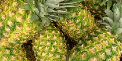 Pineapple Hardcore Corporation ist der einzige Name, der von