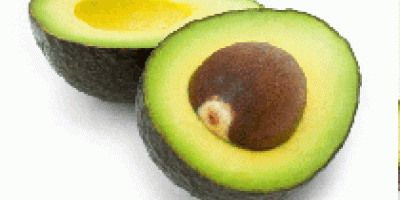 Fresh Avocado Hardcore Corporation is the reliable Exporter and
