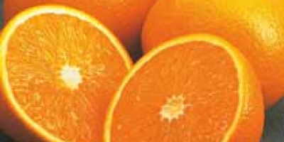 Fresh Mandarin We are a Exporter and supplier of