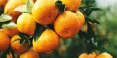 Fresh Mandarin We are a Exporter and supplier of