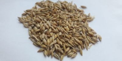 Sowing material I offer barley, crop 2019.Grain is pure,