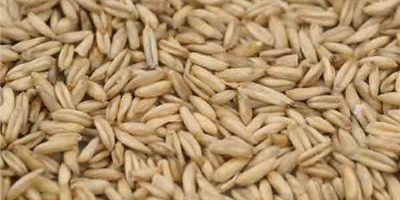 We sell oats, barley, wheat and other types of