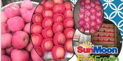 Grade 1 China Fuji Apples. Brand: SunMoon (Authentic) Layers