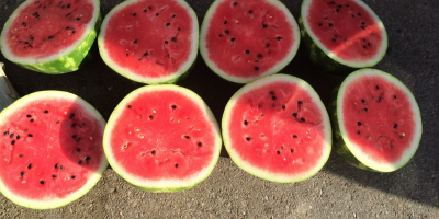 Aus Griechenland exportierte Wassermelonen ... wir ordnen die Bestellung