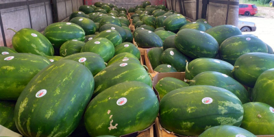 Aus Griechenland exportierte Wassermelonen ... wir ordnen die Bestellung