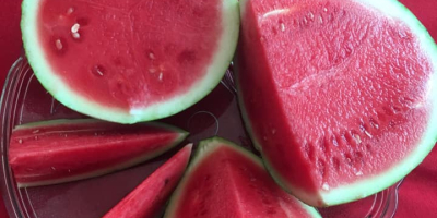 Die Wassermelone (Citrullus lanatus) ist eine große, süße Frucht,