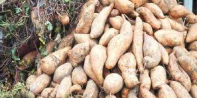 We have fresh sweet potatoes from our farm, we