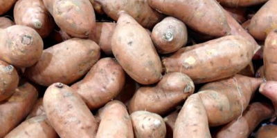 We have fresh sweet potatoes from our farm, we