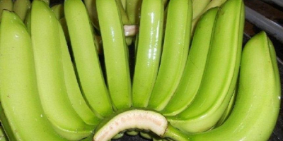 Tisztelt Hölgyem / Uram, Friss Zöld Cavendish Banán termelői