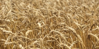 Anul acesta (2020) planifică ecologic (eco): grâu pentru furaj