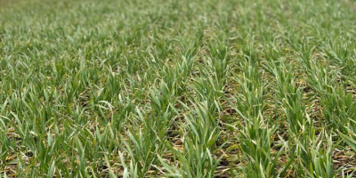 Anul acesta (2020) planifică ecologic (eco): grâu pentru furaj