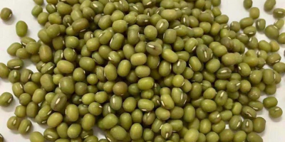 Product Type: Vigna Beans Type: Mung Beans Style: Dried