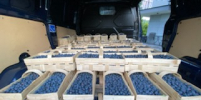 I will sell fresh blueberries from June to July.