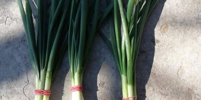 I sell a line of green onion 4 thread