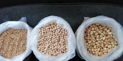 Peas, whole, pounding, package 50 kg, 500T per month,