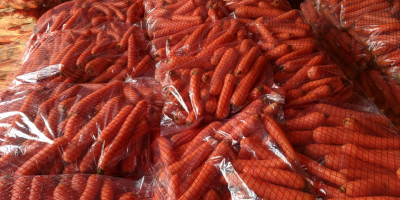 Sell first class carrot, best quality and best price.