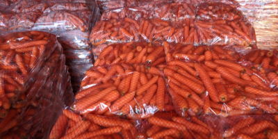 Sell first class carrot, best quality and best price.