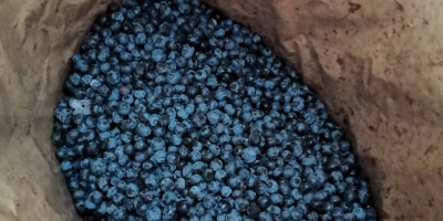 I will sell blueberry, frozen, very good quality, packed