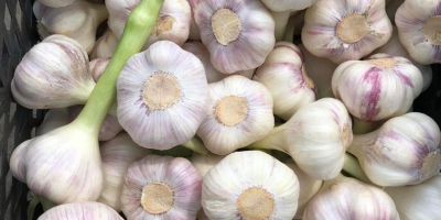 We sell garlic - 15 tons. Delivery is included
