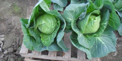 Hello. I will sell young Polish cabbage packed in