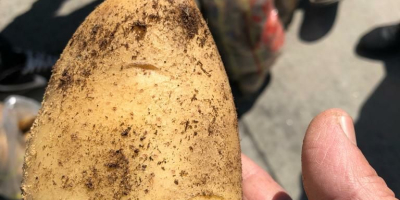 Нови кромпир који се увози из Египта