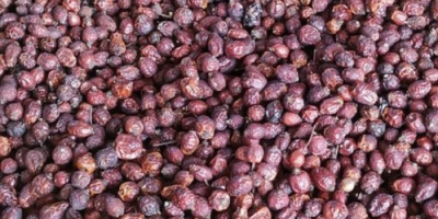 Dry rosehips, the best quality, we deliver to any