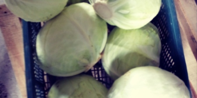 I will sell white cabbage, 1.5-4kg. In bulk or