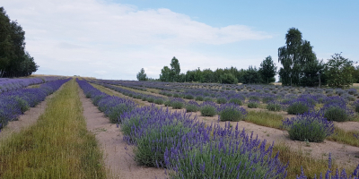 I will sell dried lavender from an organic plantation.