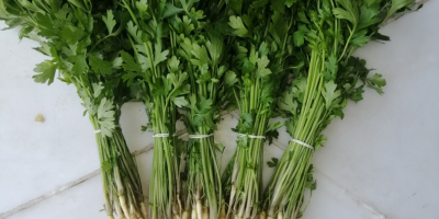 I have for sale a small list of parsley