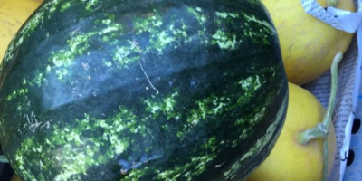 I will sell Melon Galia. We are looking for
