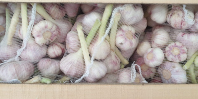Imported garlic. Country of origin: Egypt Price per 1