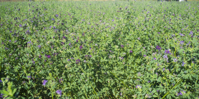 I will sell alfalfa seeds harvested in October 2019.