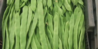 I will sell sugar peas, 1st class. Wholesale quantities.