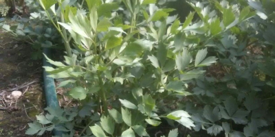 I will sell wholesale quantities of lovage. Freely packaged.