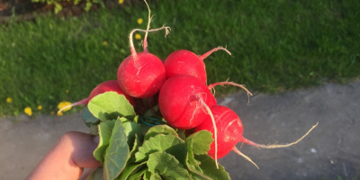 RADISH FOR SALE 1000 BUNCHES, 10 PIECES IN A