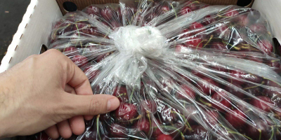 Specifications Fresh Cherry 1) Fresh cherry 2) Early large-size