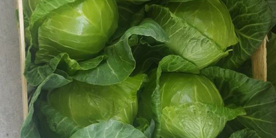 High quality fresh cabbage from Macedonia. Something like Pandeona,