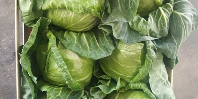 High quality fresh cabbage from Macedonia. Something like Pandeona,