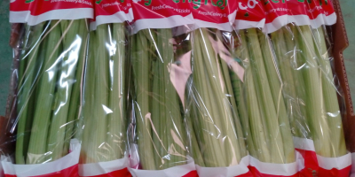 I will sell celery planted in accordance with the