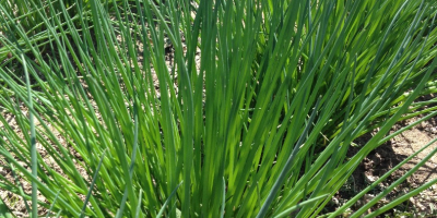 Fresh cut chives for sale. A volcano variety, packed