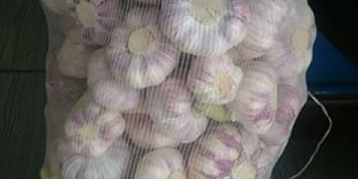 I will sell fresh garlic, 6-7 calories, packed in