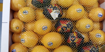 Продат ћу шпанске лимоне, сорту Примофиори, класе 1, калибра: