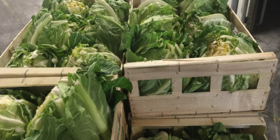 I will sell cauliflower, import from France, attractive price,