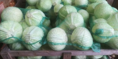 I will sell a white cabbage variety, Storek; 1-4kg,
